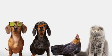 Free Pet Food Samples: Your Guide to a Free Meal in January 2025 - Cover Image