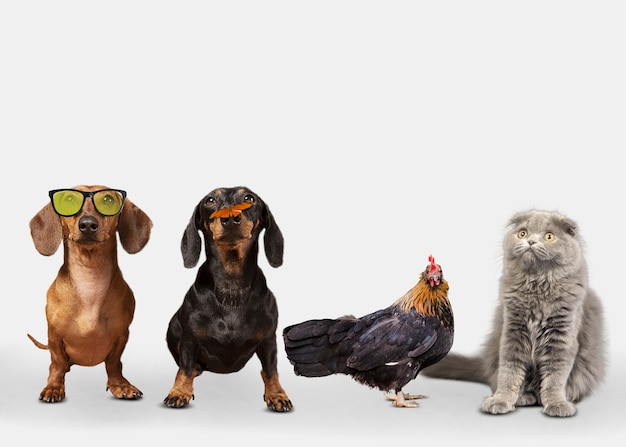 Free Pet Food Samples: Your Guide to a Free Meal in January 2025