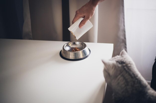A curious cat sniffing a pouch of wet cat food sample, placed on a kitchen counter next to a full bowl of kibble. The cat has bright eyes and a clean coat, indicating good health and care. The setting is a cozy kitchen with natural light.